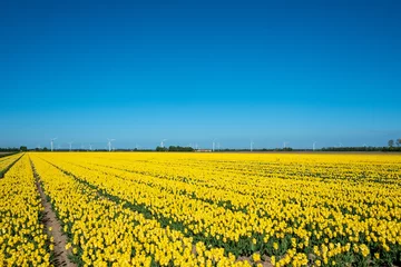 Deurstickers Tulip field, Flevoland Province, The Netherlands © Holland-PhotostockNL