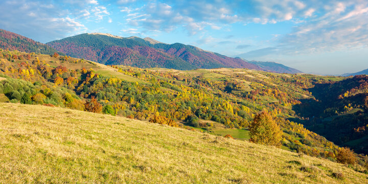 carpathian mountains countryside in evening light. trees in colorful foliage on hills and grassy meadow. ridge in the distance under the bright sky with clouds