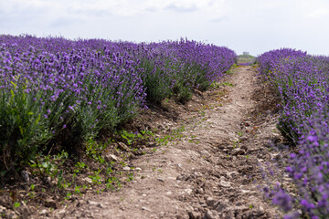 Obraz premium Blooming lavender in the summer. lavender blooming scented flowers.