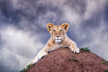 Cute lion cub, panthera leo,  crouches on a soil termite mound against a stormy sky. Masai Mara, Kenya. © Rixie