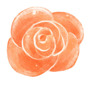 Watercolor blossoming flower bud. Top view of a coral rose. Watercolor blossoming flower bud. Top view of a coral rose.