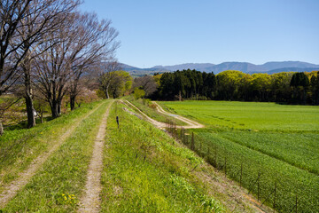 夏の緑に輝く田んぼと畦道  