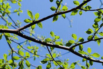 new leaves