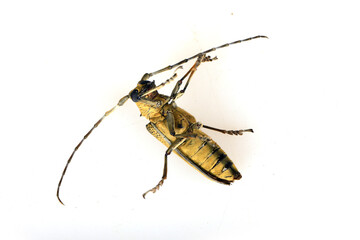 Sawyer, on a white background,Close-up pictures