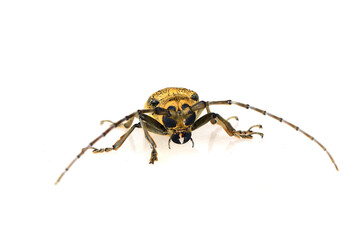 Fototapeta premium Sawyer, on a white background,Close-up pictures