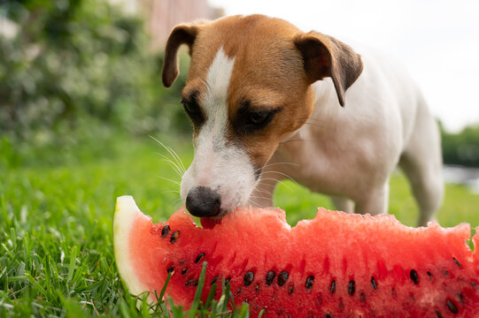 can boxers eat watermelon