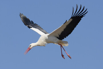 Beautiful stork in flight landing. 