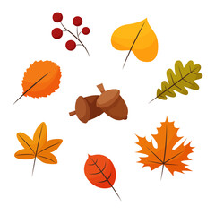 Autumn set with cute isolated elements leaves, acorns, berries on white background. Hand-drawn illustration in flat cartoon colorful style.