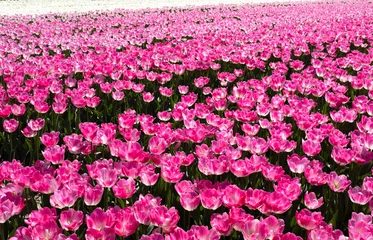 Schilderijen op glas Tulip field, Flevoland Province, The Netherlands © Holland-PhotostockNL
