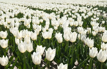 Gordijnen Tulip field, Flevoland Province, The Netherlands © Holland-PhotostockNL
