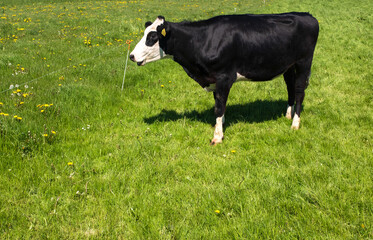 A Blaarkop cow in the meadow