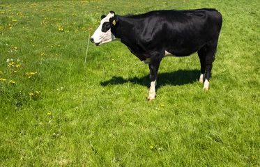 Foto op Canvas A Blaarkop cow in the meadow © Holland-PhotostockNL