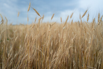 Ripe ears of wheat are swaying in the wind. The grain crop is ready for harvesting.