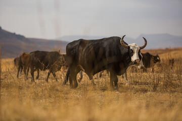 huge black and white bull in a herd of cattle in a rural part of africa