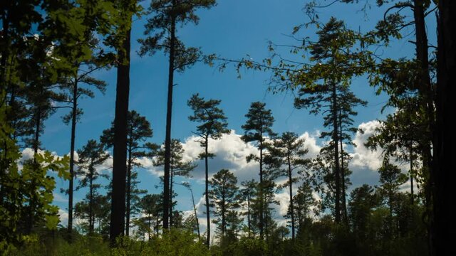 Sunlight Passes Through The Longleaf Pine Trees In The Spring Forest at Duke Forest - time lapse