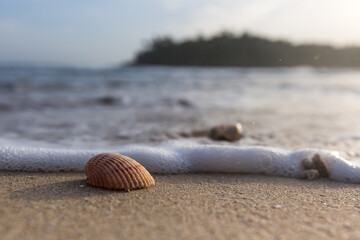 sea shell on the shore with a foamy wave and island background