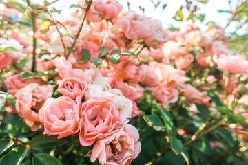Fototapeta premium Pink roses rosa blooming flowers close up in garden in sun light as natural floral botanical pattern vintage retro romantic gentle wallpaper background backdrop toned in warm colors as wedding card
