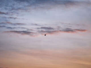 Taylor flying over the morning horizon.