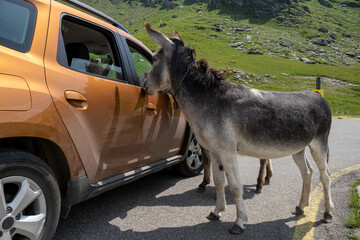A herd of donkeys terrorizing traveling cars by Transalpina in Romania