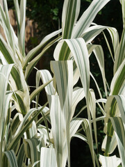 (Arundo donax variegata) Touffes de feuilles retombantes, linéaires et pointues du Roseau géant...
