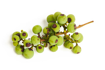 The symptoms of Anthracnose black spots on the berries of the grapes isolated on white. Anthracnose...
