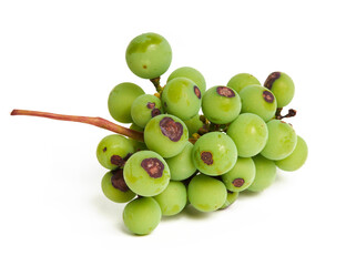 The symptoms of Anthracnose black spots on the berries of the grapes isolated on white. Anthracnose...