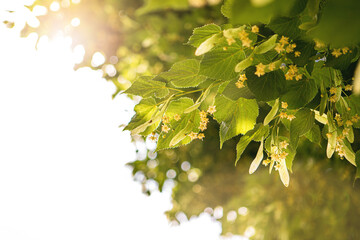 Linden tree flowers (tilia cordata, europea, small-leaved lime, littleleaf linden bloom) Pharmacy,...
