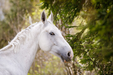 Obraz na płótnie Canvas portrait of beautiful holstein grey stallion horse on green forest background