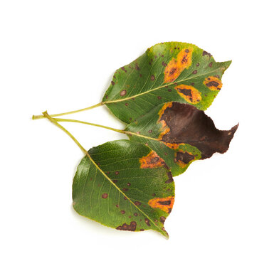 A pear leaf infected with gymnosporangium sabinae (rust) and Septoria Leaf Spot (Septoria aegopodii) isolated n white background
