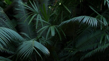 Fototapeta premium Exotic jungle rainforest tropical atmosphere. Fern, palms and fresh juicy frond leaves, amazon dense overgrown deep forest. Dark natural greenery lush foliage. Evergreen ecosystem. Paradise aesthetic.