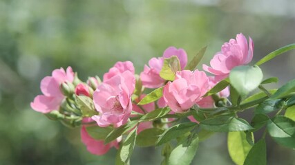 庭に咲くピンクのばら 梅雨入り前のこの季節に楽しませてくれる ピンクのばらの花言葉は 上品 しとやか 感銘 Beauty Wall Mural Beau 宮岸孝守