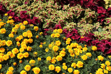 yellow flowers in the garden