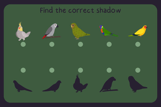 Matching children educational game with parrots - cockatiel, jaco, owl, loriiane, austaralian king. Find the correct shadow. Vector illustration.
