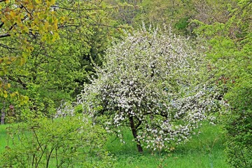 Apfelbaum blüht