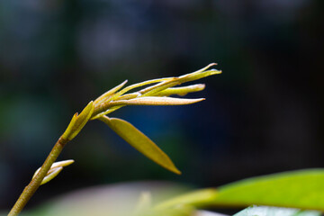 Durian leaves that grow new in the durian orchard