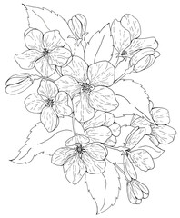 Blooming apple tree coloring book for adults and children.