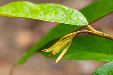 Durian leaves that grow new in the durian orchard