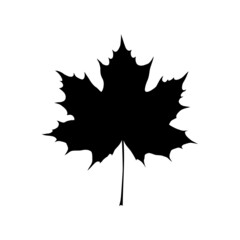 Fototapeta premium Black silhouette of the maple leaf isolated. Vector