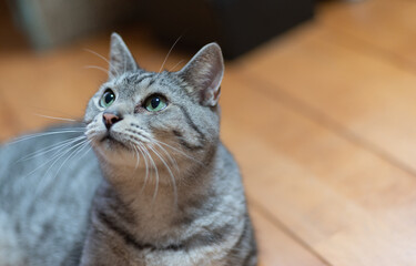 可愛い猫　サバトラ猫