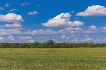 Summer rural Russian landscape with green fields and sparsely wooded areas. Beautiful landscape with a field and trees under a blue sky with white cumulus clouds in the countryside on a sunny day.
