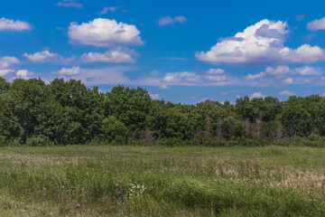 Obraz premium Beautiful landscape with a field and trees with green foliage under a blue sky with white cumulus clouds in the countryside on a sunny day.