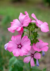 Obraz premium summer flowers in the garden on a sunny day, gardener summer