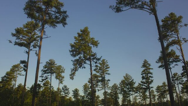 Beautiful View Of Longleaf Pine Trees During Sunrise at Duke Forest - wide shot