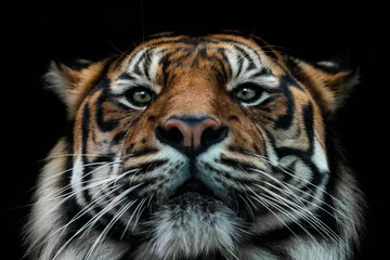 Zelfklevend Fotobehang Front view of Sumatran tiger isolated on black background. Portrait of Sumatran tiger (Panthera tigris sumatrae) © Lubos Chlubny