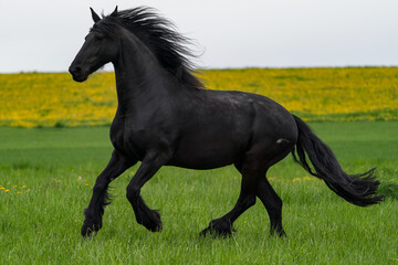 Fototapeta premium Black friesian horse runs gallop.