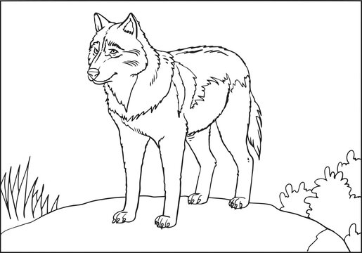 vector, sketch, hand drawn illustration of wolf