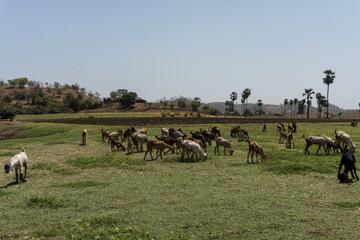 grazing goats and palm trees at Vishal khadi, Rajpipla