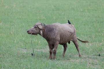 The buffalo whose body is muddy.