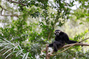 White-handed gibbons