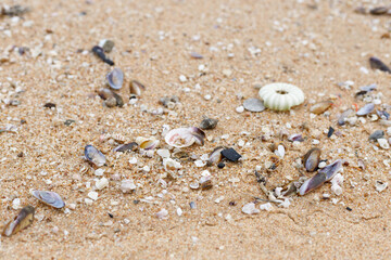 The shells were piled on the side of the sea.